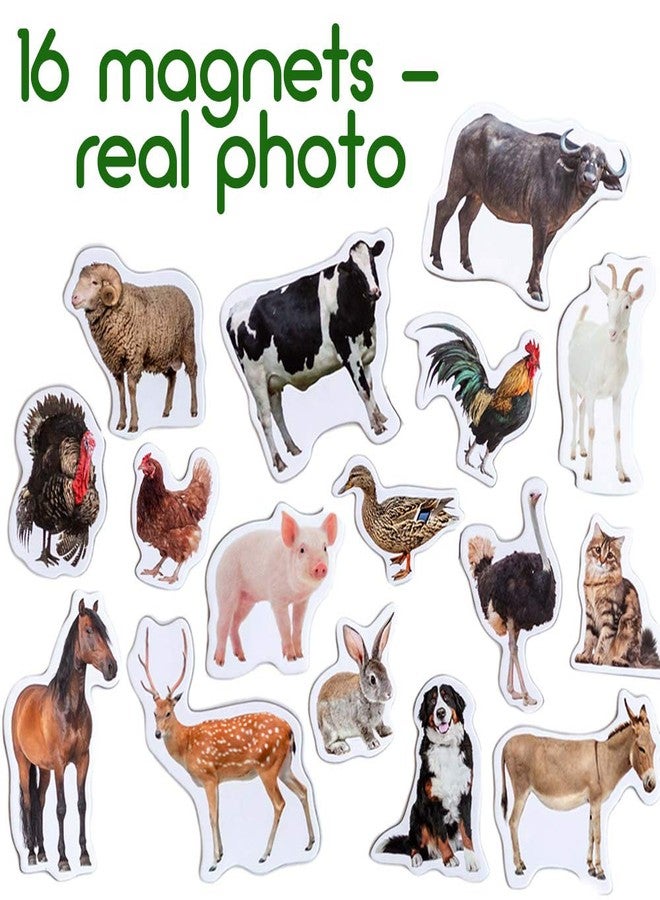 magdum Fridge Magnets for Toddlers - Magdum - 16 Farm Animal Magnets for Refrigerator - Magnetic Animals for Children - Realistic magnets for Kids - Learning Set - Baby Educational Gift - Image 2